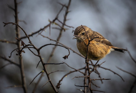 A female common stonechat (Saxicola rubicola) perched on a branch.の写真素材
