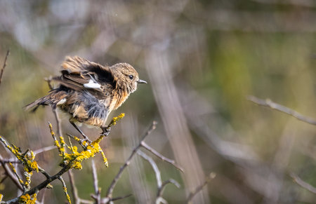 Female stonechat (Saxicola rubicola) on a branch