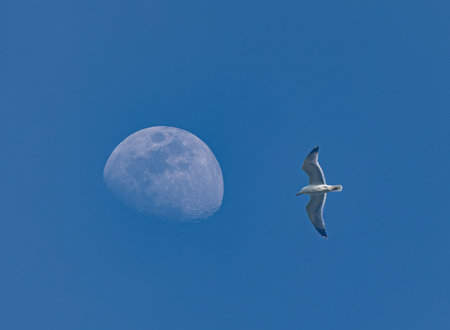seagull on the background of the moon in the blue skyの写真素材