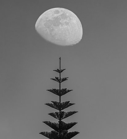 Beautiful black and white image of a tree against the moonの写真素材