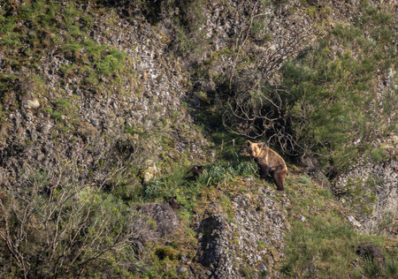 Brown bear on a cliff
