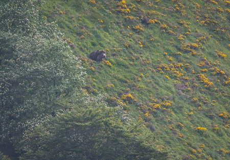 Grizzly Bear in the Scottish Highlands on a Hillsideの写真素材