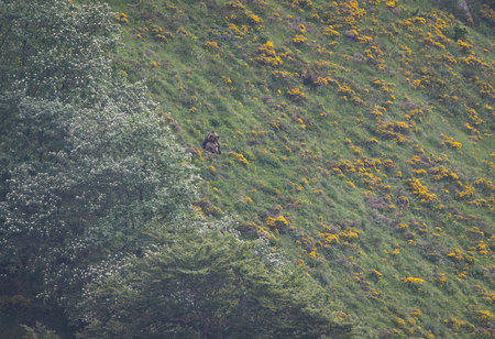 A brown bear on a hill covered with yellow flowers, Scotlandの写真素材