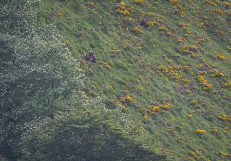 bear at the top of a hill with yellow flowers in the backgroundの写真素材