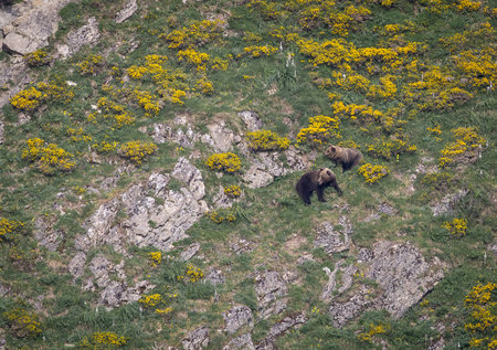 Brown Bear (Ursus arctos) in the Alpsの写真素材