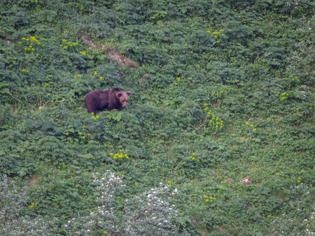 Grizzly bear (Ursus arctos) in the forestの写真素材