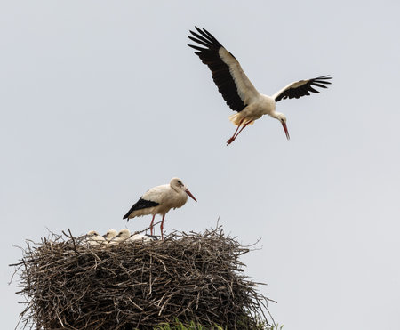Two storks in a nest on a background of the sky.の写真素材