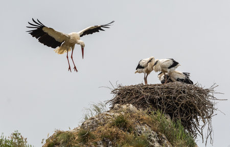 Two storks in a nest on top of a rock in Italy