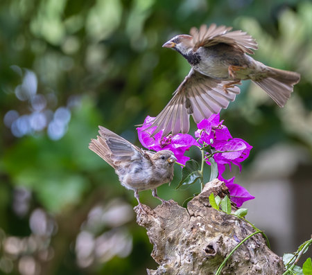 Sparrow feeding on a bougainvillea flower.