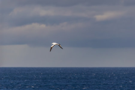 Seabird flying over the ocean.の写真素材