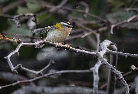 Goldcrest, Regulus regulorum, single bird on branch, Warwickshireの写真素材