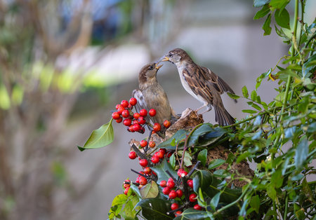 Two sparrows on a branch with red berries in the gardenの写真素材