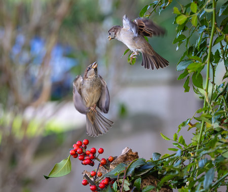 House sparrows (Passer domesticus) in the natureの写真素材