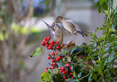Sparrow Feeding on a holly berry in the gardenの写真素材