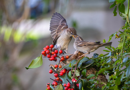 Two sparrows sitting on a branch with red berries in the gardenの写真素材