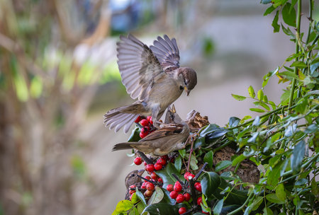 House sparrows (Passer domesticus) feeding on berriesの写真素材