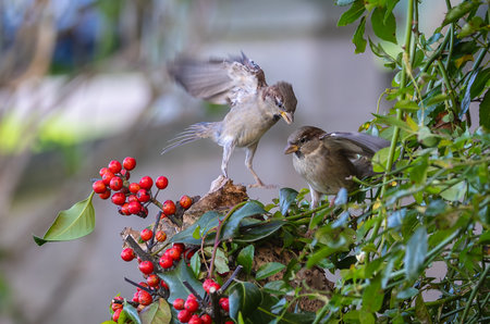 Sparrows fight for food on the tree in the garden.の写真素材