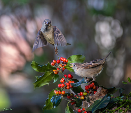 Two sparrows sitting on a branchの写真素材