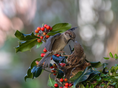 Sparrow on a holly branch with berries in the forestの写真素材