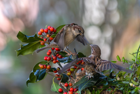 Sparrows feeding on berries in the forest, Thailand.の写真素材