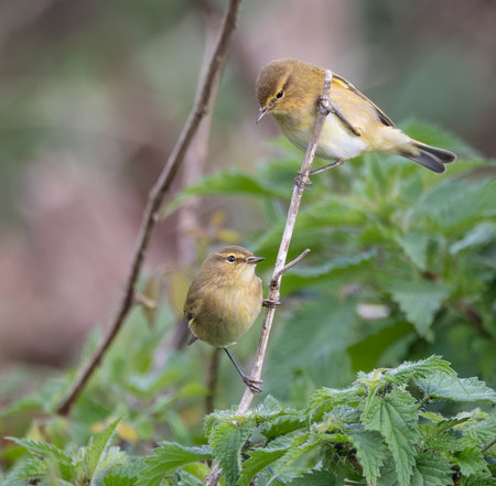 Chiffchaff (Phylloscopus collybita) on a branch