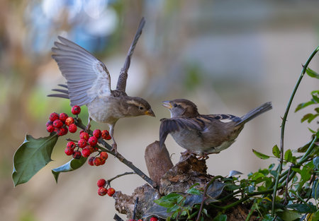 House sparrows (Passer domesticus) feeding on red berries