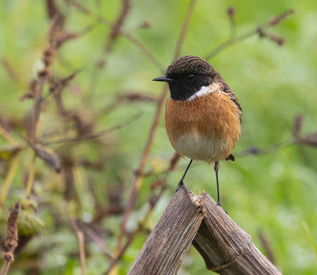 Male Stonechat (Saxicola rubicola) perched on a branch