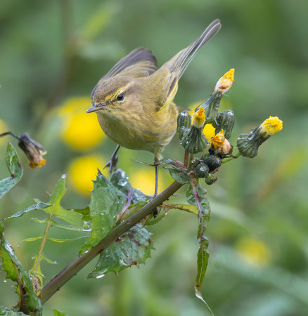 Willow Warbler (Phylloscopus collybita)