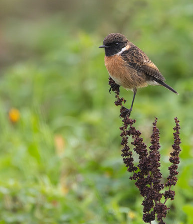 Stonechat, Saxicola rubicola, single male on branch, Warwickshireの写真素材