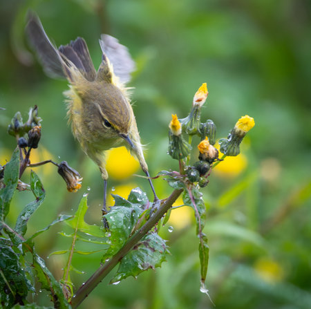 A common chiffchaff (Phylloscopus trochilus) feeding on a flower.