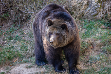 Brown bear (Ursus arctos) in the forestの写真素材
