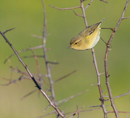 Chiffchaff (Phylloscopus trochilus) perched on a branch