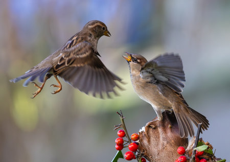 Sparrows fighting for food on a branch of hawthorn