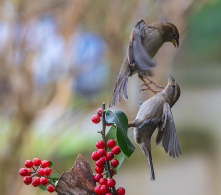 Two sparrows are sitting on a branch.