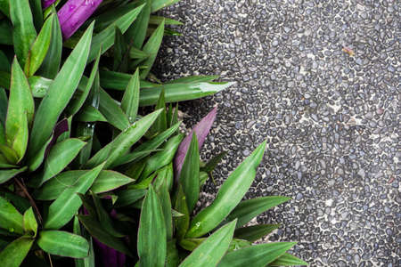 Foliage plants in tropical garden on backgroundの写真素材