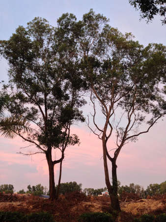 Green tree plus sunsetの素材