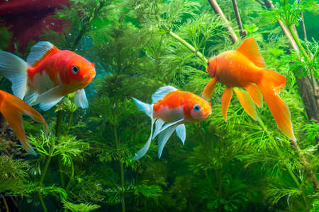 Aquarium Native Gold Fishの写真素材