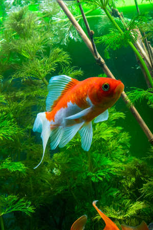 Aquarium Native Gold Fishの写真素材