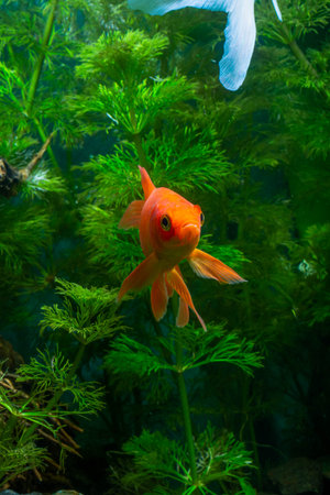 Aquarium Native Gold Fishの写真素材