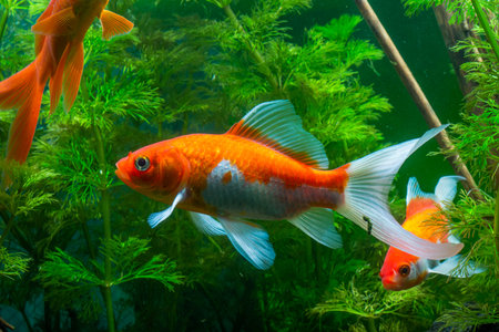 Aquarium Native Gold Fishの写真素材