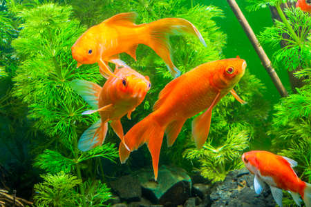 Aquarium Native Gold Fishの写真素材