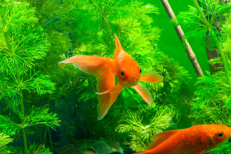 Aquarium Native Gold Fishの写真素材