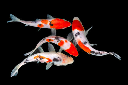 Butterfly koi fish
