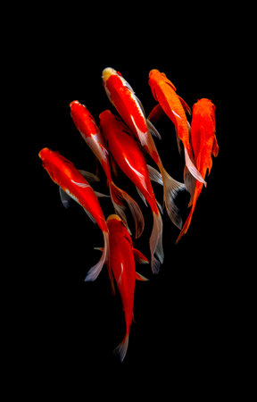 Butterfly koi fishの写真素材
