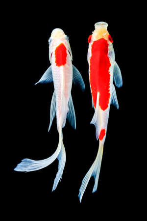 Butterfly koi fishの写真素材