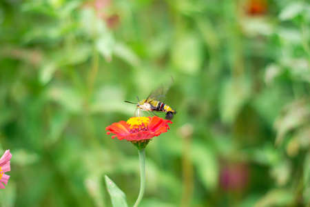 Butterfly and bright summer flowers
