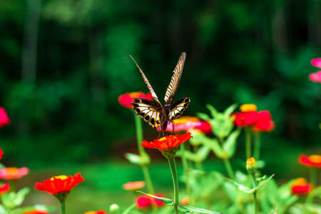 Butterfly and bright summer flowers