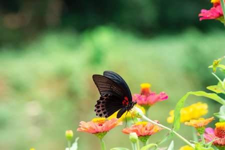 Butterfly and bright summer flowers