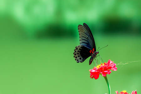 Butterfly and bright summer flowersの写真素材