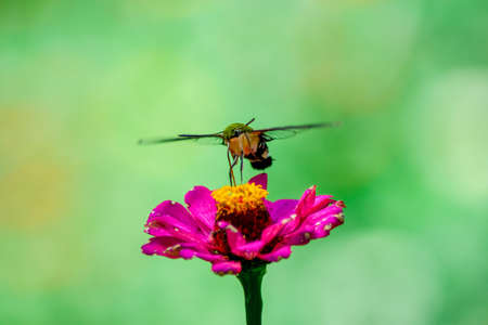 Butterfly and bright summer flowersの写真素材
